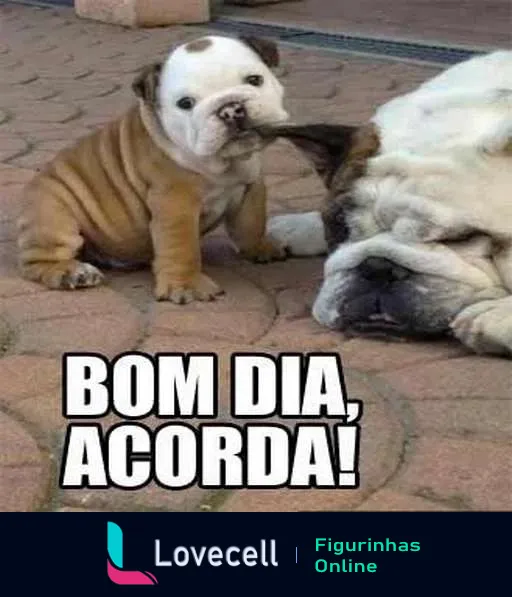 Figurinha de bom dia com filhote de buldogue puxando a orelha de buldogue adulto dormindo em piso de tijolos, com legenda 'BOM DIA, ACORDA!'