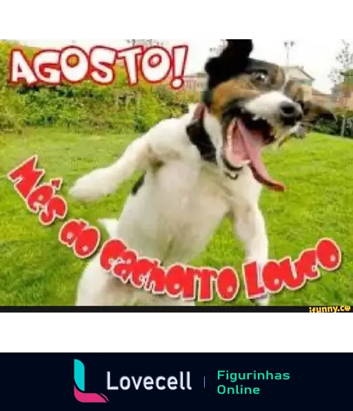 Imagem de um cachorro em um parque, pulando com a boca aberta. Texto em destaque: 'AGOSTO! Mês do Cachorro Louco'. Tags: meme, Agosto, Cachorro Louco.