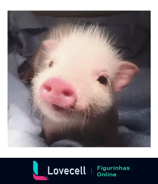 Figurinha de um porquinho fofo branco com focinho rosa e olhos brilhantes, sorrindo e enrolado em um cobertor azul