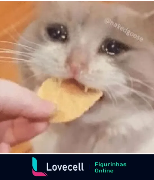 Gatinho fofo comendo batata frita, expressando surpresa e satisfação