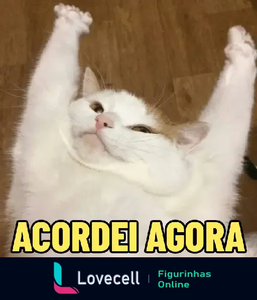 Gato fofo estirando as patas para cima enquanto acorda, com a legenda 'ACORDEI AGORA' na parte inferior da imagem.