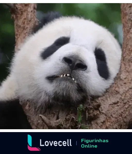 Cabeça de panda relaxando entre galhos de árvore com expressão tranquila e sorridente