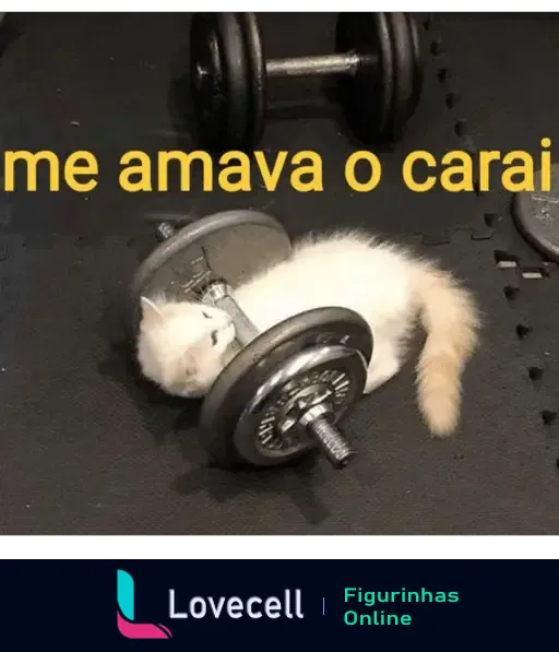 Gatinho na academia brincando com pesos - meme engraçado de academia