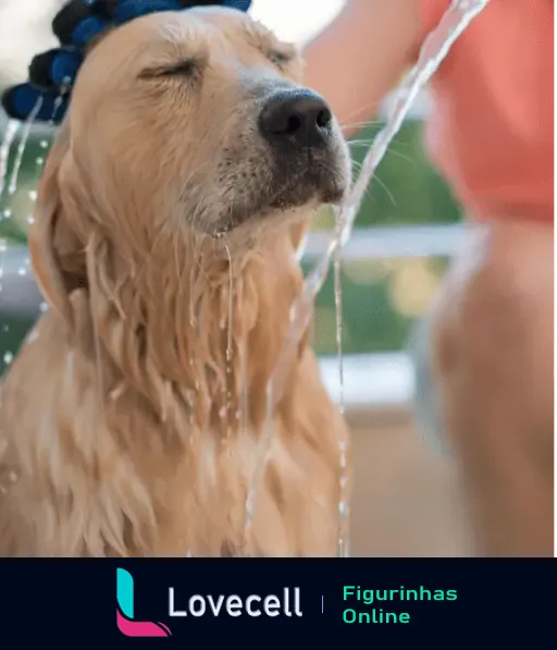 Cachorro de pelagem dourada tomando banho refrescante em um dia de calor com olhos fechados, expressão de relaxamento.