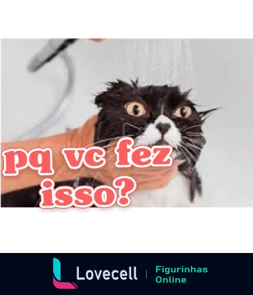 Gato preto e branco com expressão surpresa e olhos arregalados, usando colete laranja e molhado, rodeado por gotas de água