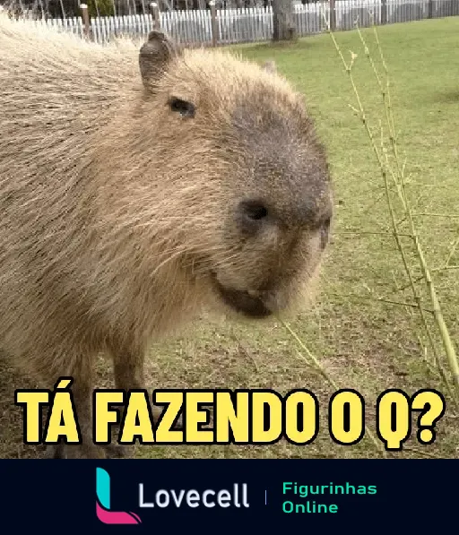 Capivara curiosa olhando diretamente para a câmera com a frase 'Tá fazendo o quê?' escrita na parte inferior da imagem.