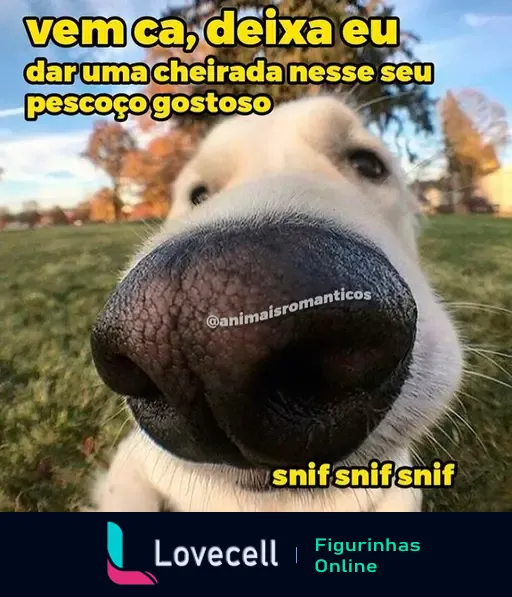 Imagem de um cão com o focinho em primeiro plano. Texto na imagem: 'vem ca, deixa eu dar uma cheirada nesse seu pescoço gostoso. snif snif snif'. @animaisromanticos escrito na imagem.