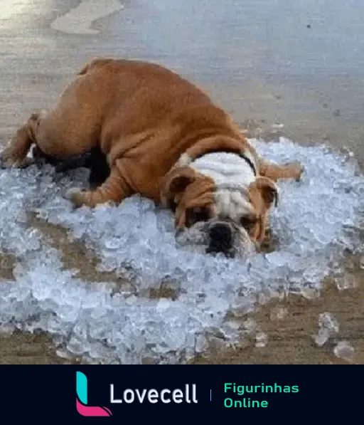 Bulldog deitado em cima de uma cama de gelo na praia, tentando se refrescar do calor.