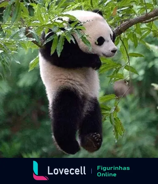 Figurinha de um panda relaxando em um ramo de árvore, cercado por folhas verdes, balançando as patas