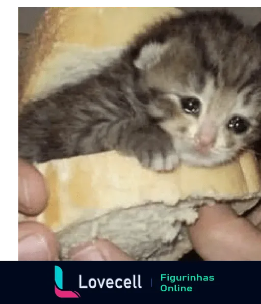 Gatinho cinza com listras pretas enrolado em tecido amarelo sendo segurado por mãos humanas, expressando carinho e proteção