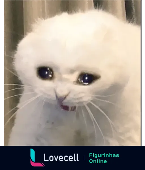 Imagem de um gatinho chorando, expressando tristeza e dor.