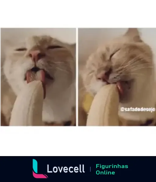 Gato de pelagem clara lambendo uma banana em duas imagens lado a lado, com a legenda @safadadásedeje no canto inferior direito.