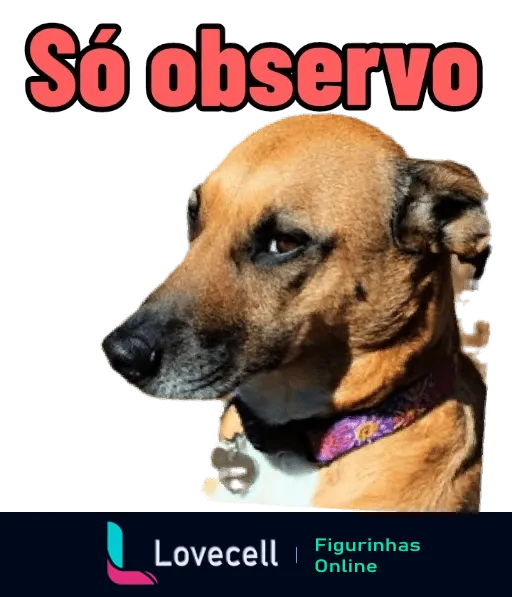 Cabeça de cachorro marrom com focinho preto sobre fundo preto e frase 'Só observo' em letras vermelhas, observando atentamente