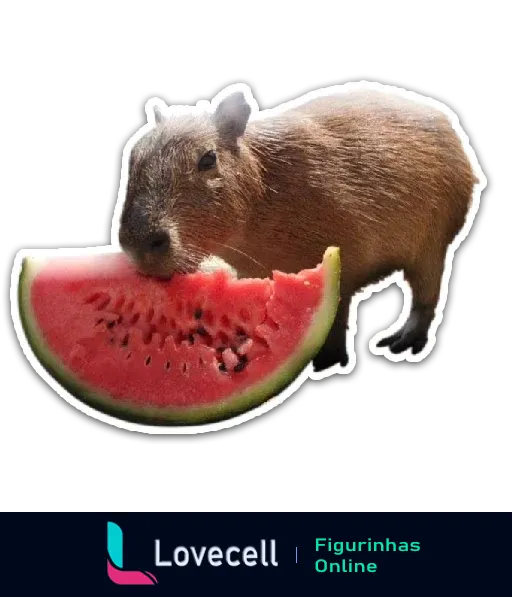 Capivara de pé comendo uma fatia de melancia. A imagem mostra a capivara mordendo a melancia, focando na cena adorável e única.