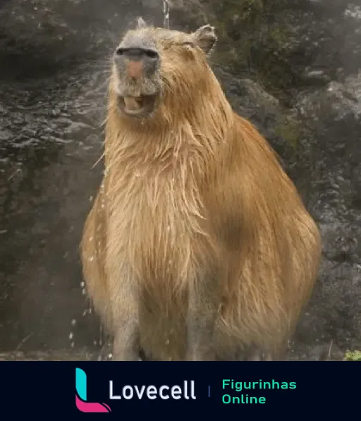 Capivara tomando banho de cachoeira, com pelagem molhada e expressão de relaxamento, destacando a tranquilidade do animal.