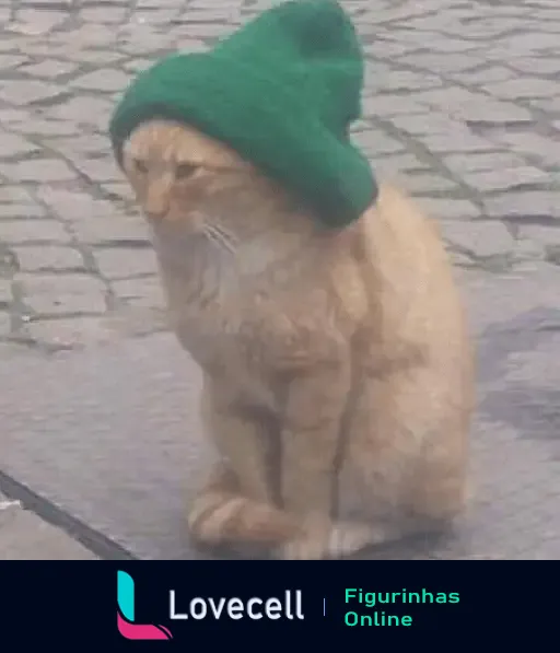 Gato com toquinha verde em dia frio