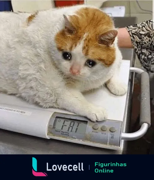 Gatinho branco com manchas laranja sentado em uma balança digital mostrando peso de 7.7 kg, com expressão surpresa e cômica