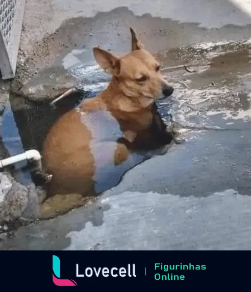 Um cachorro marrom se refrescando em uma poça d'água no concreto em um dia de calor. Ele parece confortável e relaxado.