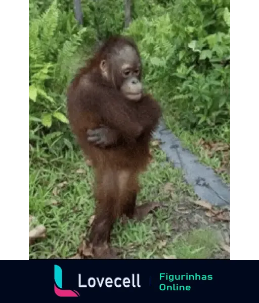 Um macaquinho pensativo de pé no meio do mato, com os braços cruzados e expressão séria, cercado por vegetação verde.