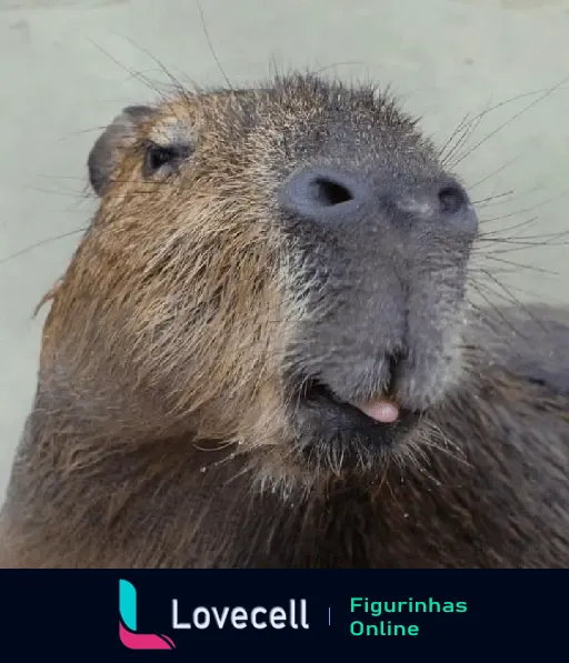 Capivara em close-up, exibindo uma expressão adorável com a língua ligeiramente para fora.