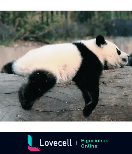 Panda deitado tranquilamente em um tronco de madeira com pelo preto e branco e expressão serena, em meio à natureza