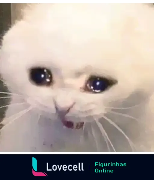 Gatinho branco com olhos grandes e lacrimejando, aparentemente triste.