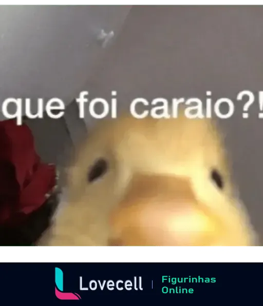 Imagem de um pato em primeiro plano, com a legenda 'Que foi caraio?!' visível acima. O fundo é desfocado e há uma flor vermelha ao lado.