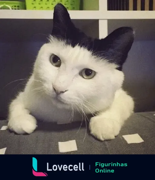 Um gato adorável de pelagem branca com manchas pretas nas orelhas que se parecem com um chapéu natural.