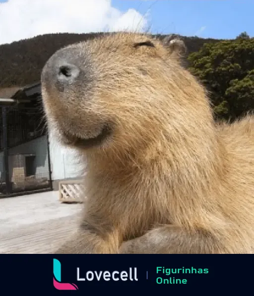 Capivara de olhos fechados desfrutando de um momento relaxante ao sol, com expressão de satisfação, em um ambiente ao ar livre.