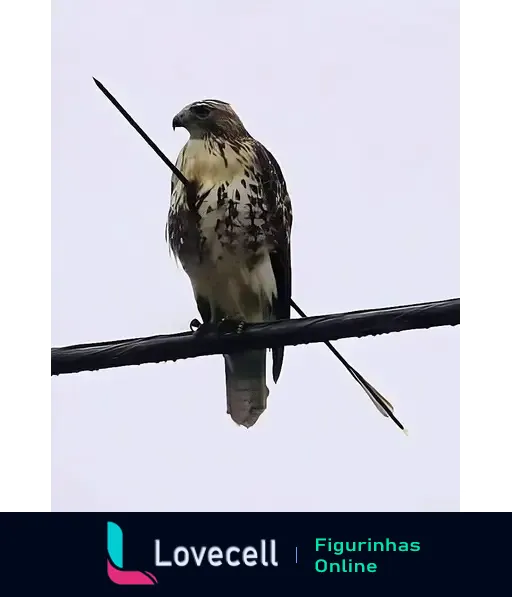 Falcão com uma flecha cravada no corpo, empoleirado em um fio elétrico sob um céu nublado, simbolizando a luta pela sobrevivência.