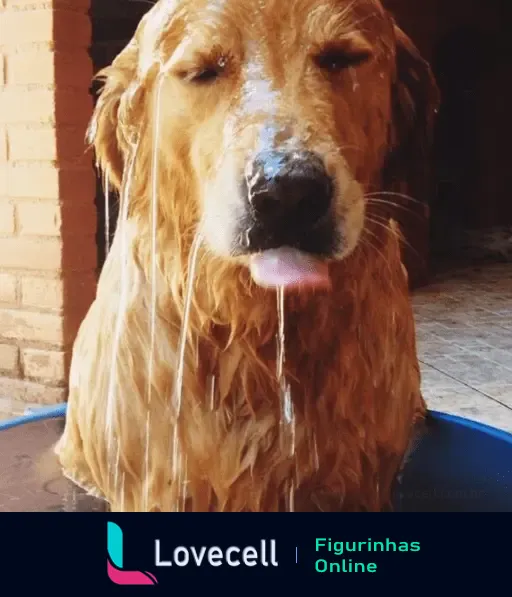 Cachorro refrescando-se em um banho, com água escorrendo pela cabeça. Perfeito para mostrar seu bichinho com calor.