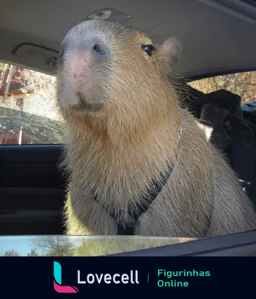 Capivara dentro de um carro, parecendo curiosa enquanto olha pela janela. Ela está usando uma coleira e parece animada.