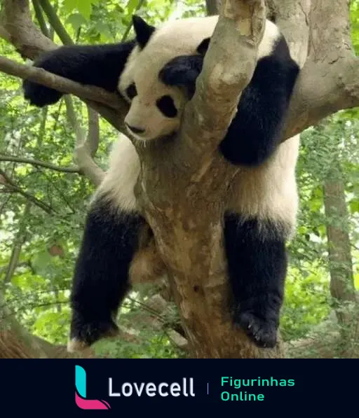 Panda gigante descansando relaxado em um tronco de árvore com patas penduradas e cenário verde ao fundo