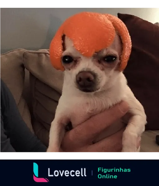 Cachorro chihuahua com casca de laranja na cabeça parecendo surpreso, com pessoa ao fundo segurando ele