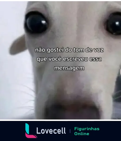 Imagem de um cachorro com olhos arregalados, com o texto 'não gostei do tom de voz que você escreveu essa mensagem' centralizado sobre seu rosto.