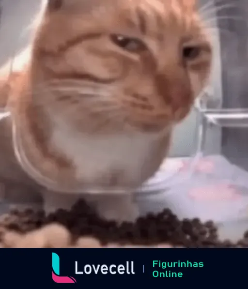 Gato laranja e branco com expressão desconfiada enquanto come, capturado em GIF na pasta Gatinhos. Olhar típico de desdém felino.