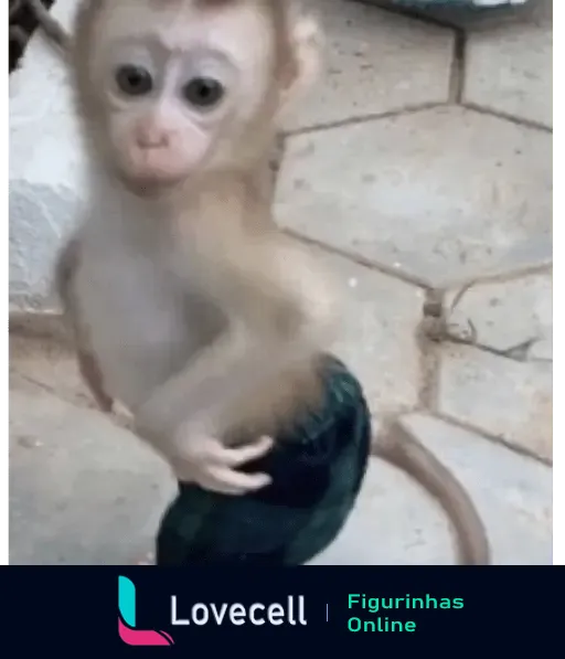 Gif de um pequeno macaco usando calça curta, virando para trás com expressão curiosa, em um chão de pedras