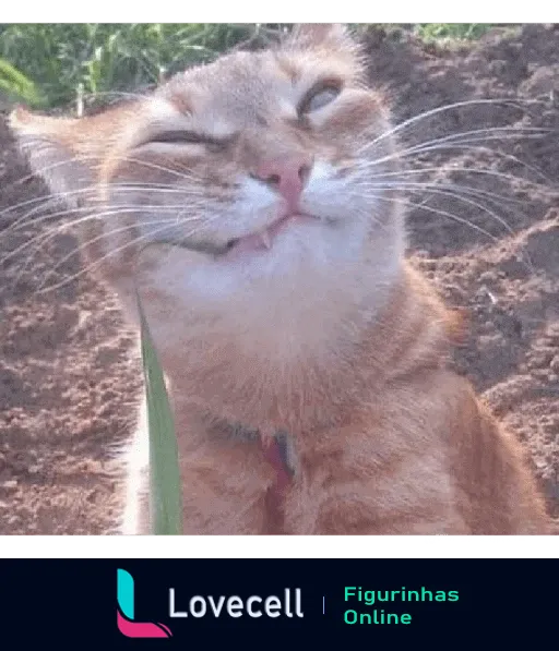 Figurinha de gato de pelo curto laranja sorrindo ao ar livre com terra e vegetação ao fundo, expressando felicidade