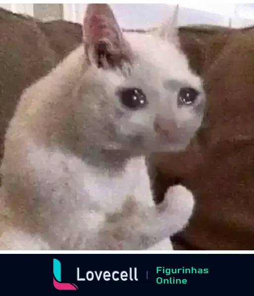 Gatinho triste com lágrimas nos olhos