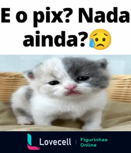 Figurinha engraçada de gatinho perguntando sobre o pix