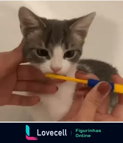 Um gatinho cinza e branco é mostrado de frente enquanto uma pessoa, com esmalte azul nas unhas, escova seus dentes usando uma escova de dentes amarela e azul.