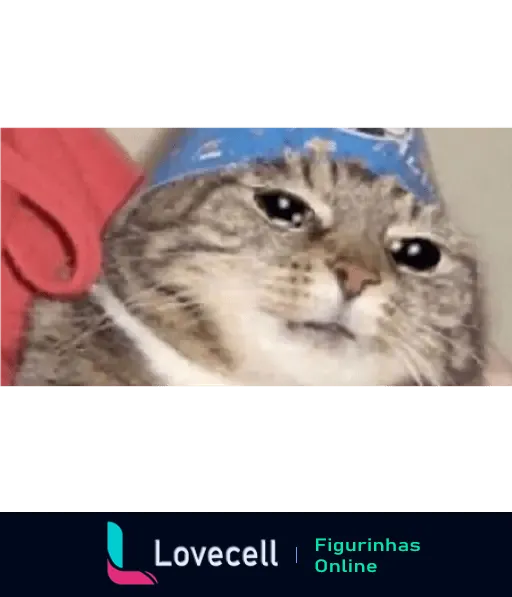 Gatinho fofo com bandana azul e expressão serena, representando os gatinhos apaixonados fofos.