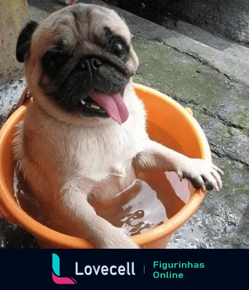 Cachorrinho pug refrescando-se em um balde laranja, expressão divertida e língua de fora, na pasta bichinhos com calor.