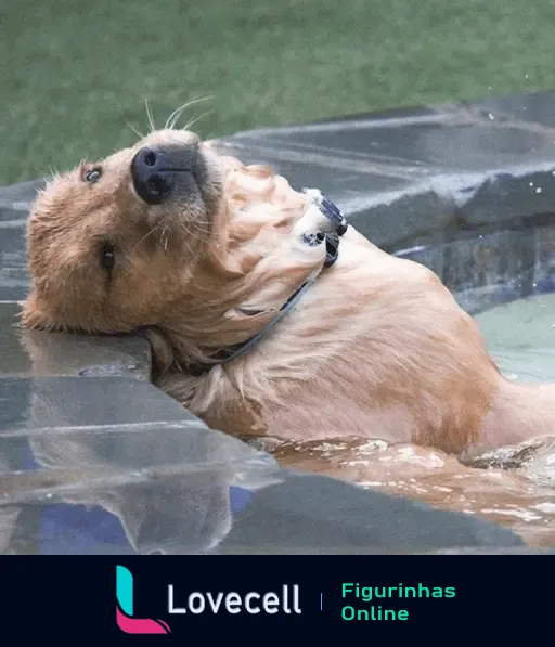 Cachorro deitado na borda de uma piscina, parecendo relaxado enquanto se refresca no calor intenso.