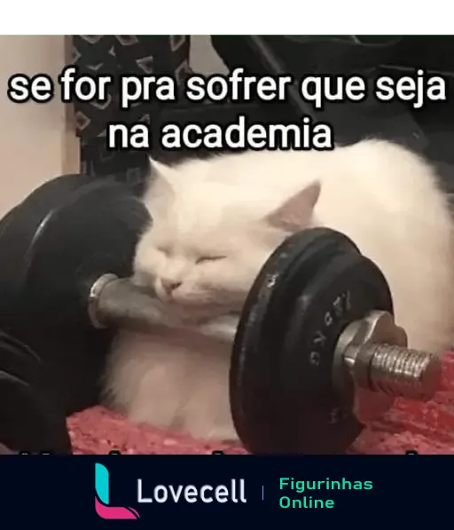 Gato engraçado e musculação: Se for pra sofrer que seja na academia