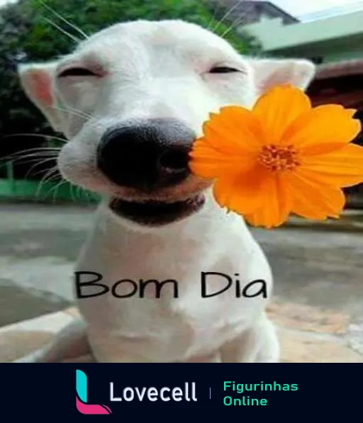 Figurinha de bom dia mostrando um cachorro branco sorrindo com os olhos fechados e uma flor laranja ao lado, com a frase 'Bom Dia' em destaque