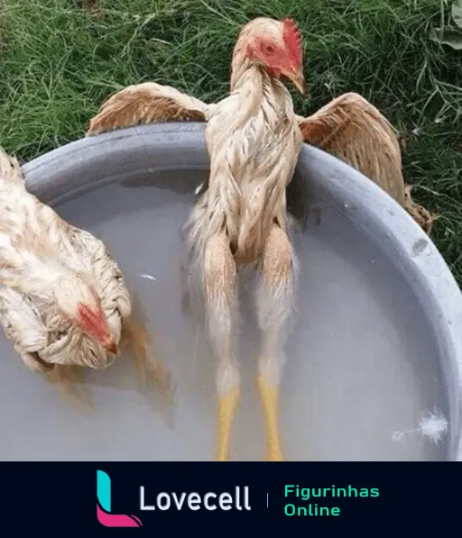 Galinha mergulhada em uma bacia com água para se refrescar do calor. A imagem mostra claramente a galinha se refrescando.