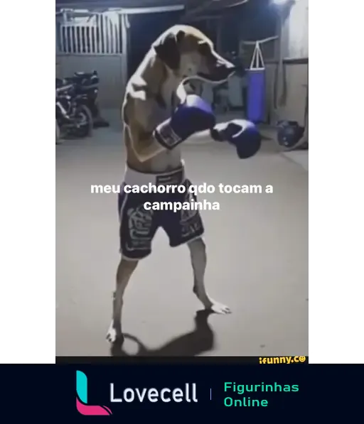 Imagem de um cachorro em pé usando luvas de boxe e shorts, preparado para lutar. Texto: 'meu cachorro qdo tocam a campainha'.