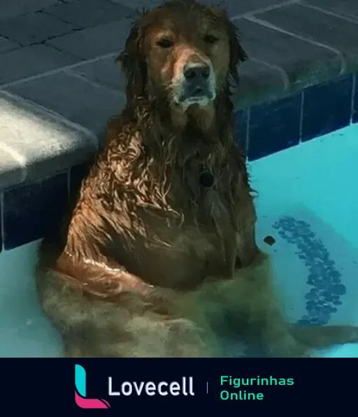 Cachorro Golden Retriever relaxando na beira da piscina para se refrescar no calor, parecendo muito confortável e relaxado.