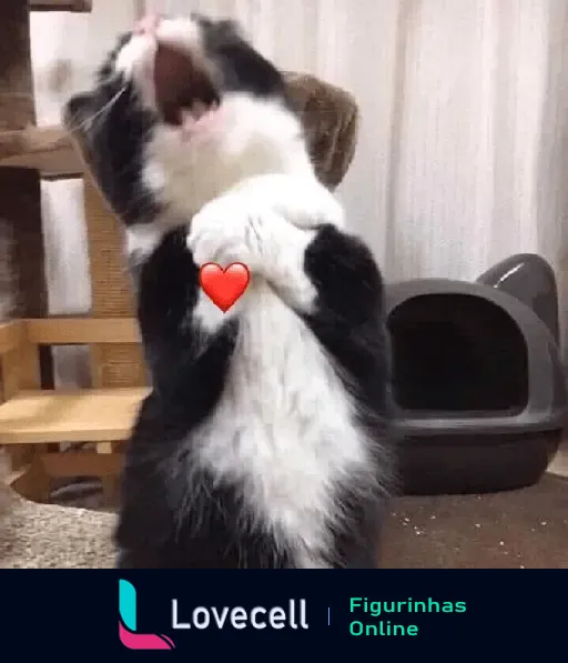 Gif de um gatinho preto e branco adorável com um coraçãozinho vermelho no peito, aparentando estar muito feliz e animado. Perfeito para expressar afeição.